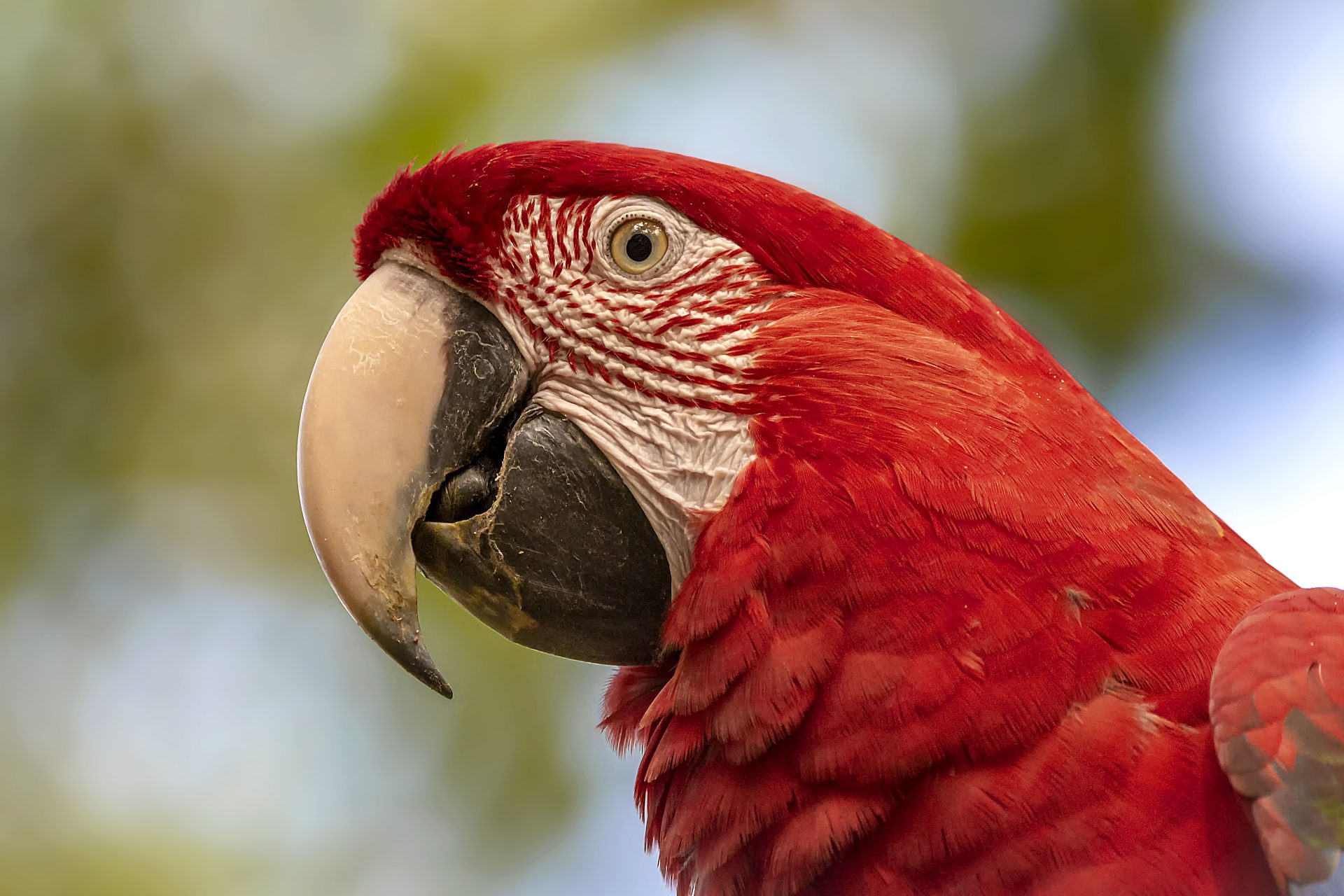 MS - Fauna - Aves - Arara Vemelha (01)