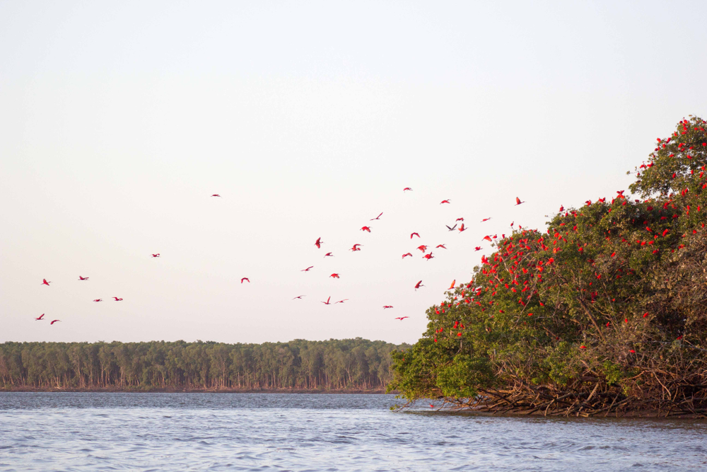 Una bandada de ibis escarlata (Eudocimus ruber) aterrizando en una isla del delta del Paraíba, Brasil